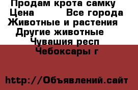 Продам крота самку › Цена ­ 200 - Все города Животные и растения » Другие животные   . Чувашия респ.,Чебоксары г.